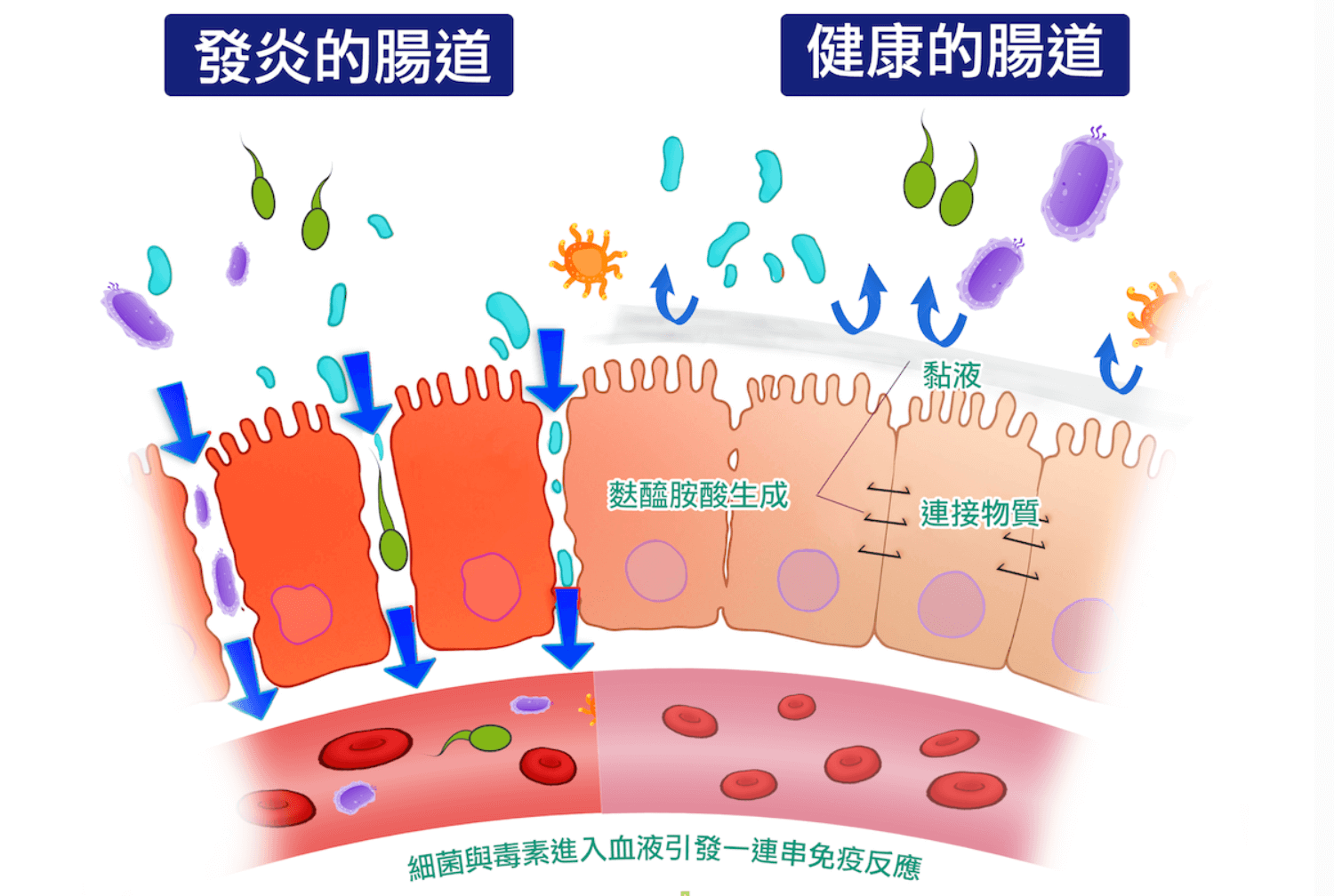 益生菌