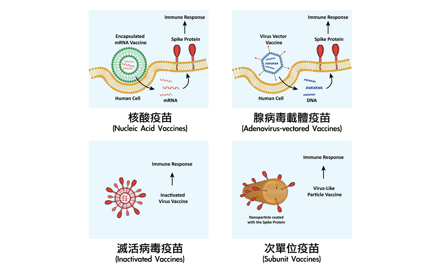 各COVID-19疫苗的差異？