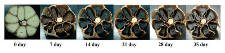 Change-color-of-garlic-during-35-days