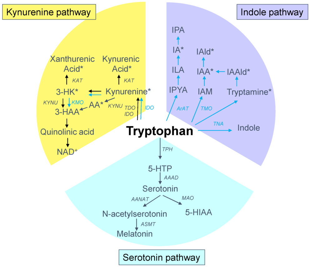 色胺酸Tryptophan代謝路徑