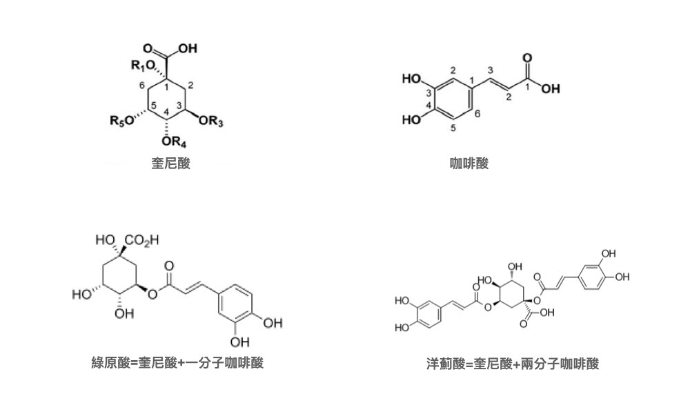 在朝鮮薊中最熱門的兩大咖啡奎寧酸分別是綠原酸(chlorogenic acid)和洋薊酸(cynarin)。